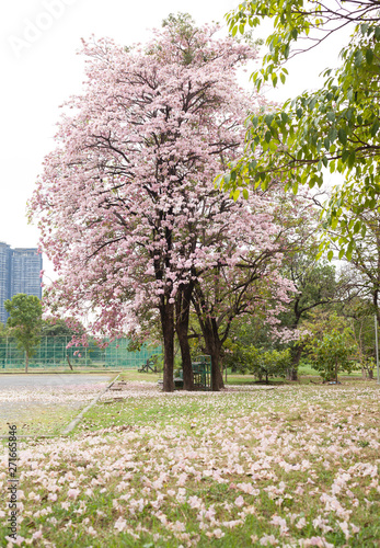 Tabebuia rosea is a Pink Flower in the public park. Pink trumpet tree, Pink poui, Pink tecoma, Rosy trumpet tree, Basant rani.