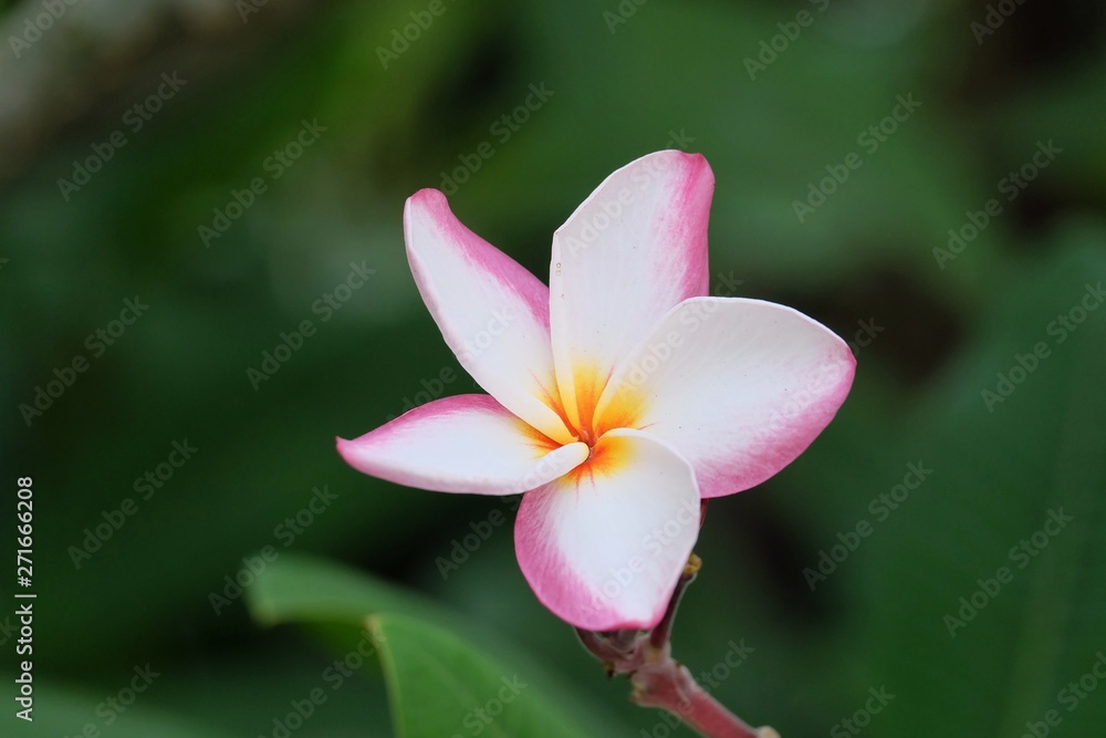 Sweet pink plumeria flower blossom in a botanical garden with dark green background Sweet pink plumeria flower blossom in a botanical garden with dark green background