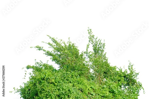 Tropical tree leaves with branches on white isolated background for green foliage backdrop 