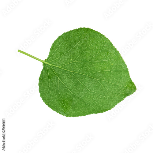 green fresh leaf of apricot isolated on white background