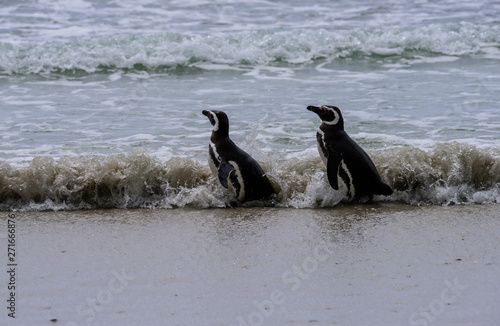 Magellanic penguins