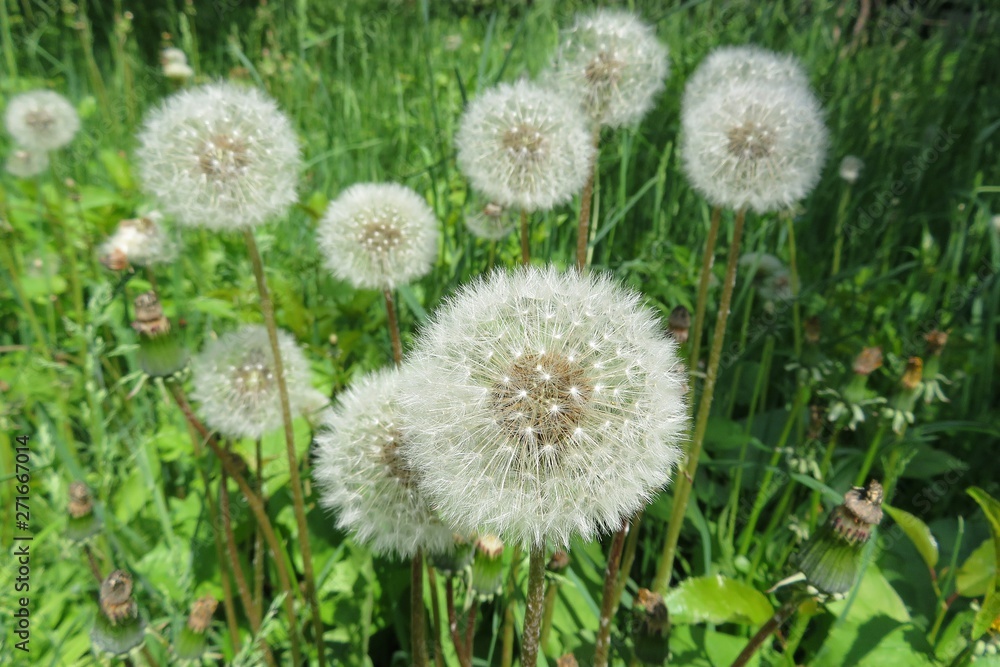 Fluffy dandelion flowers in the meadow, closeup Fluffy dandelion flowers in the meadow, closeup