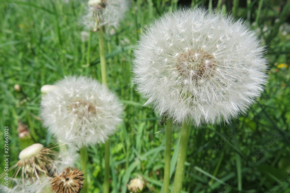 Fluffy dandelion flowers in the garden, closeup Fluffy dandelion flowers in the garden, closeup
