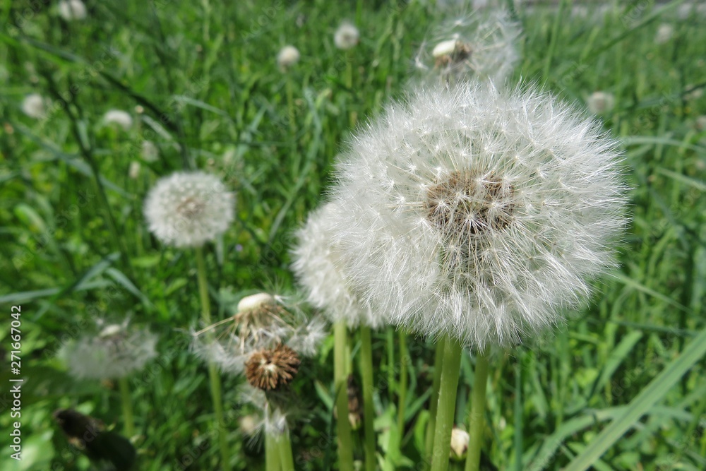 Faded dandelion flowers in the garden on natural green background Faded dandelion flowers in the garden on natural green background