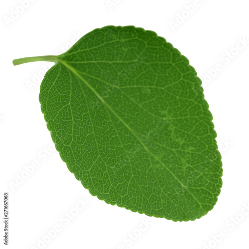 green fresh leaf of apricot isolated on white background