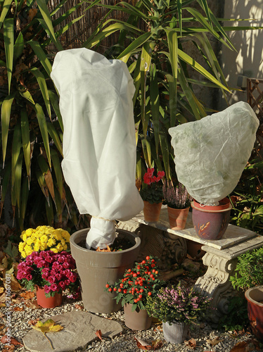 Voile d'hivernage sur plantes en pots 