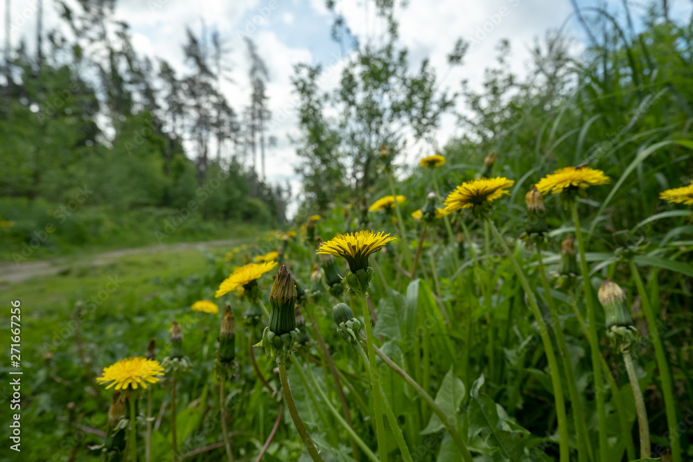 Obraz premium Yellow dandelion flowers growing near the forest road.