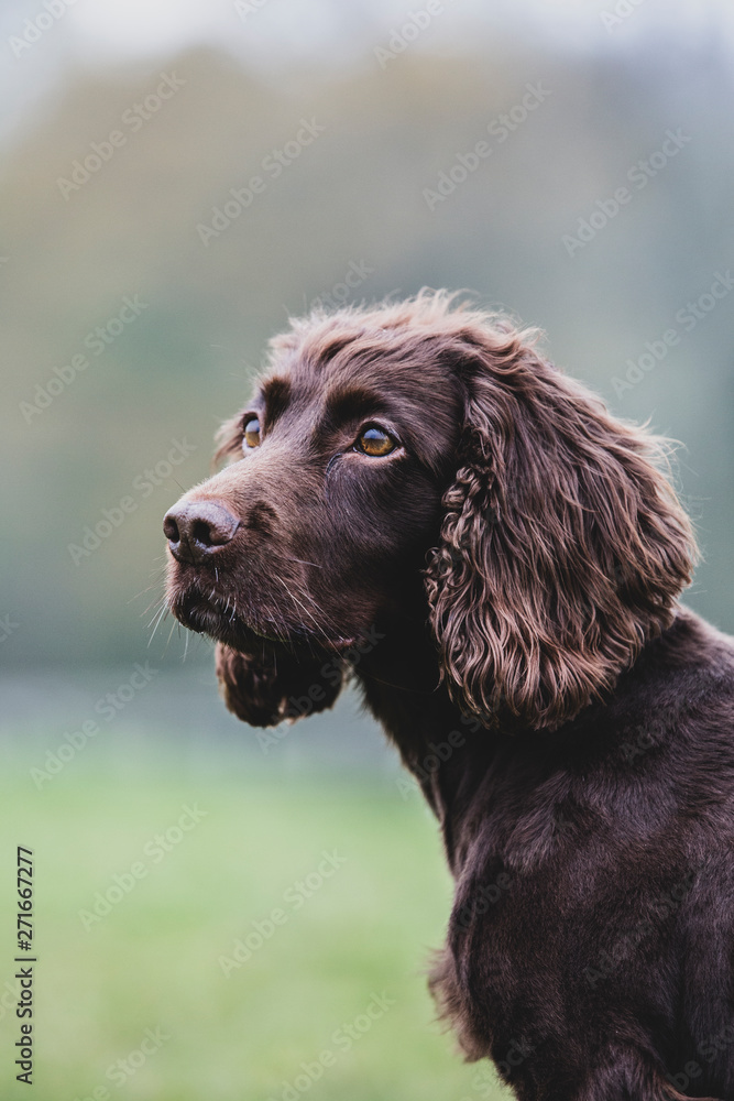 Close up of Brown Spaniel dog sitting in a field.,Dog training school Close up of Brown Spaniel dog sitting in a field.,Dog training school