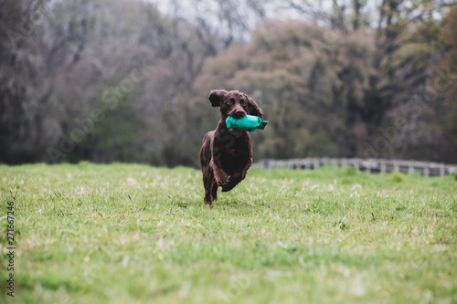 Brown Spaniel dog running across a field, retrieving green toy.,Dog training school