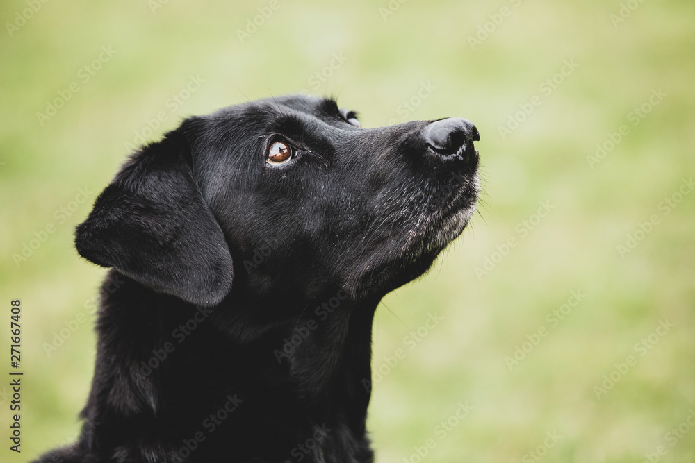 Close up of a Black Labrador dog.,Dog training school Close up of a Black Labrador dog.,Dog training school