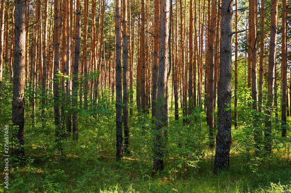 Obraz premium Many coniferous trees in the forest. National park.