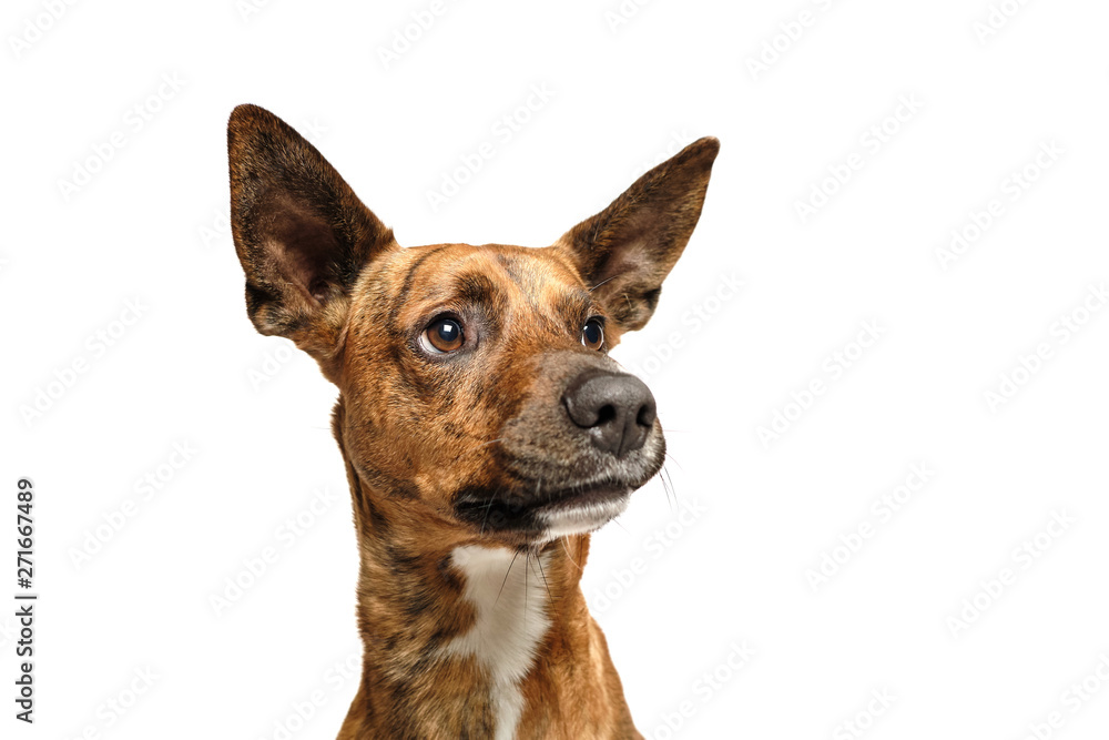 brown dog isolated with white background in studio brown dog isolated with white background in studio