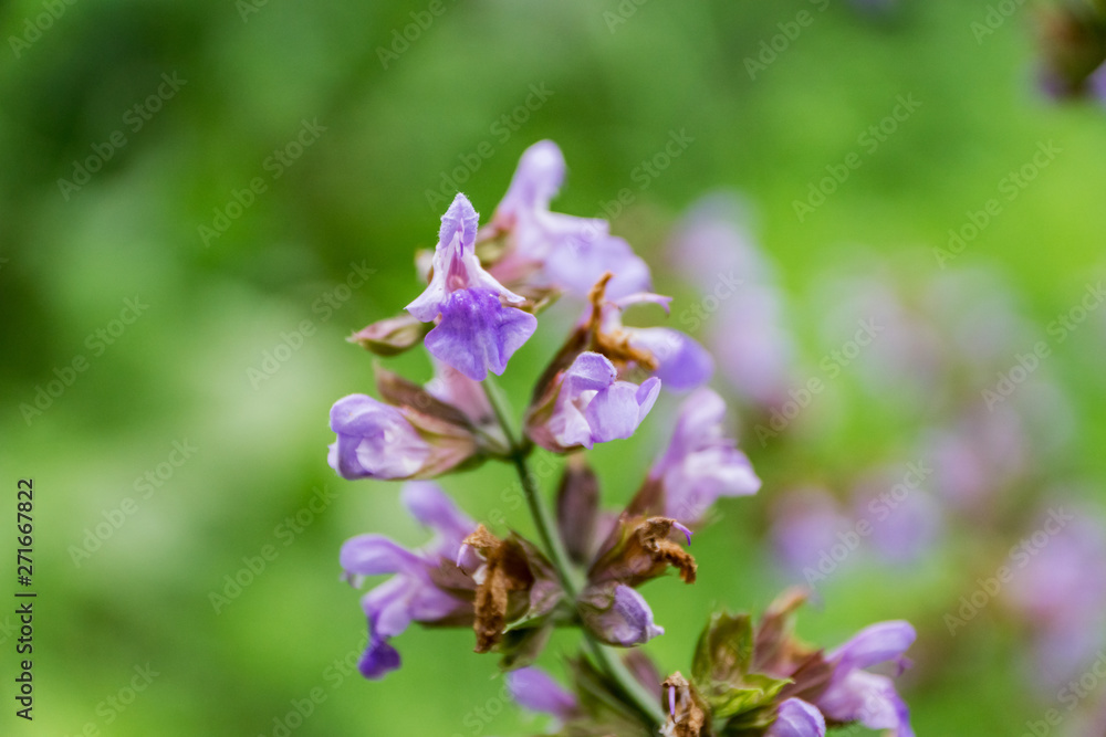 Close-up of blooming sage. Gentle purple color, on green background. Macro, shallow depth of focus. Herb for the treatment of any diseases and delicious aromatic seasoning. Close-up of blooming sage. Gentle purple color, on green background. Macro, shallow depth of focus. Herb for the treatment of any diseases and delicious aromatic seasoning.