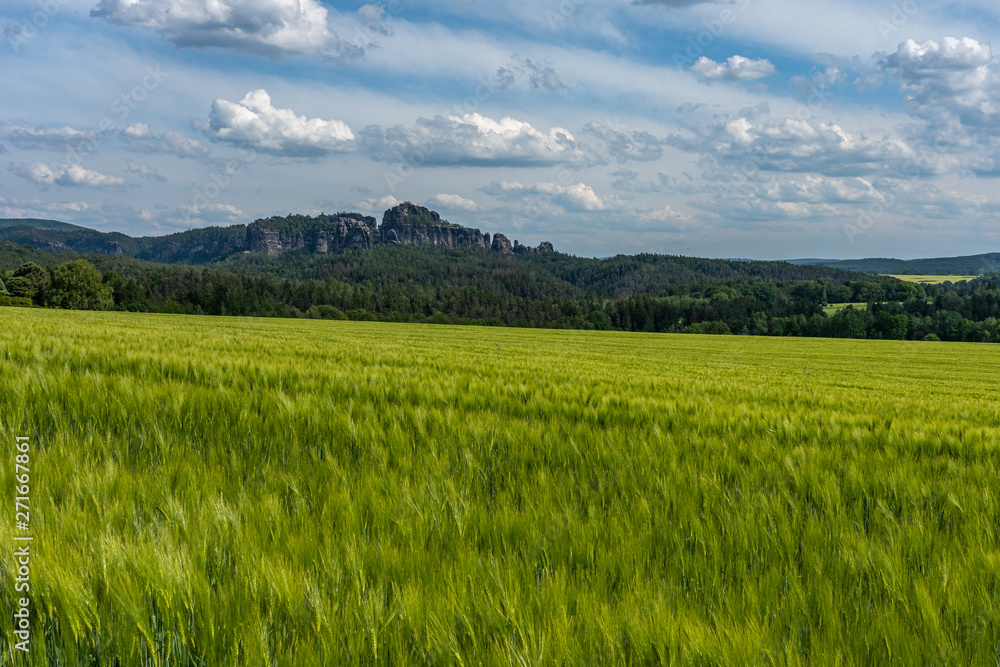 schrammstein rocks and wheatfield in saxon switzerland, germany