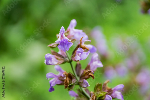 Close-up of blooming sage. Gentle purple color  on green background. Macro  shallow depth of focus. Herb for the treatment of any diseases and delicious aromatic seasoning.