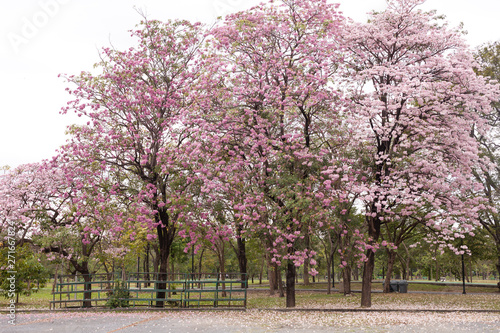 Tabebuia rosea is a Pink Flower in the public park. Pink trumpet tree, Pink poui, Pink tecoma, Rosy trumpet tree, Basant rani.
