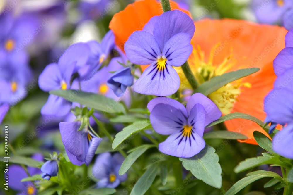 Beautiful purple pansy flower with selective focus and blurred pansies and orange poppy flowers. Colorful summer flowerbeds with violet pansy and orange poppy. Bouquet of bright spring flowers Beautiful purple pansy flower with selective focus and blurred pansies and orange poppy flowers. Colorful summer flowerbeds with violet pansy and orange poppy. Bouquet of bright spring flowers