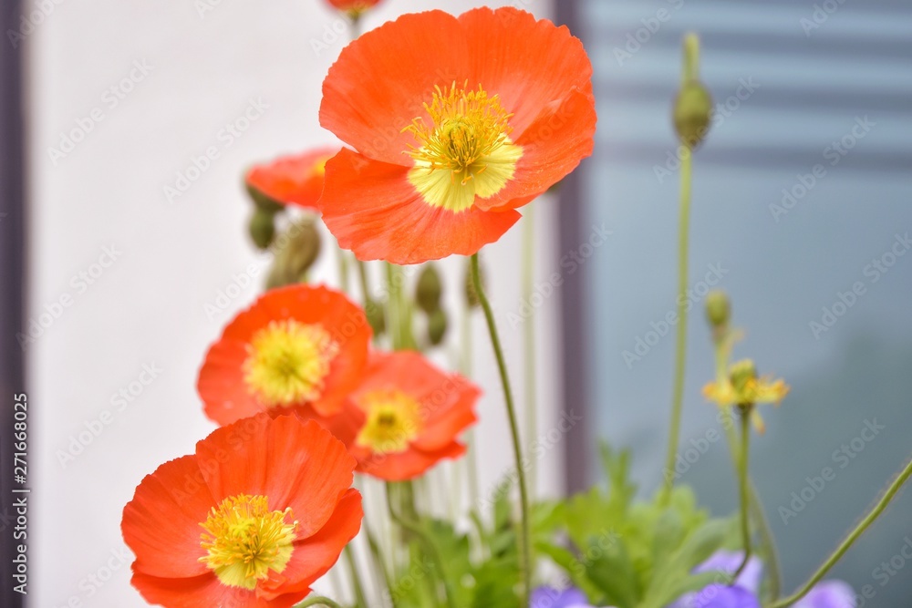Fototapeta premium Beautiful orange poppy flowers with selective focus on blurred background. Bunch of delicate wildflowers with tender orange petals and yellow stamens. Bouquet of bright spring flower. Summer flowerbed