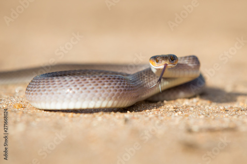 A herald snake, Crotaphopeltis hotamboeia, coils in the sand, direct gaze with tongue out	,Londolozi Game Reserve photo