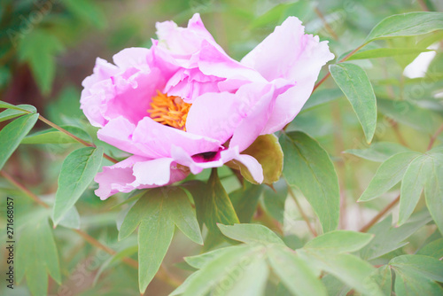 Beautiful flower pi-meson in a park photo