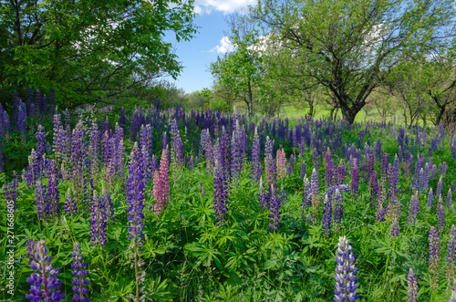 blooming lupine on the lawn