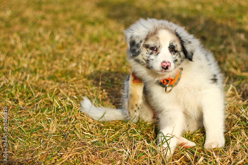 The cute young puppy of the Australian shepherd is posing on the dry grass during the walk. He enjoys to be outside, looking like smiling. The cute young puppy of the Australian shepherd is posing on the dry grass during the walk. He enjoys to be outside, looking like smiling.