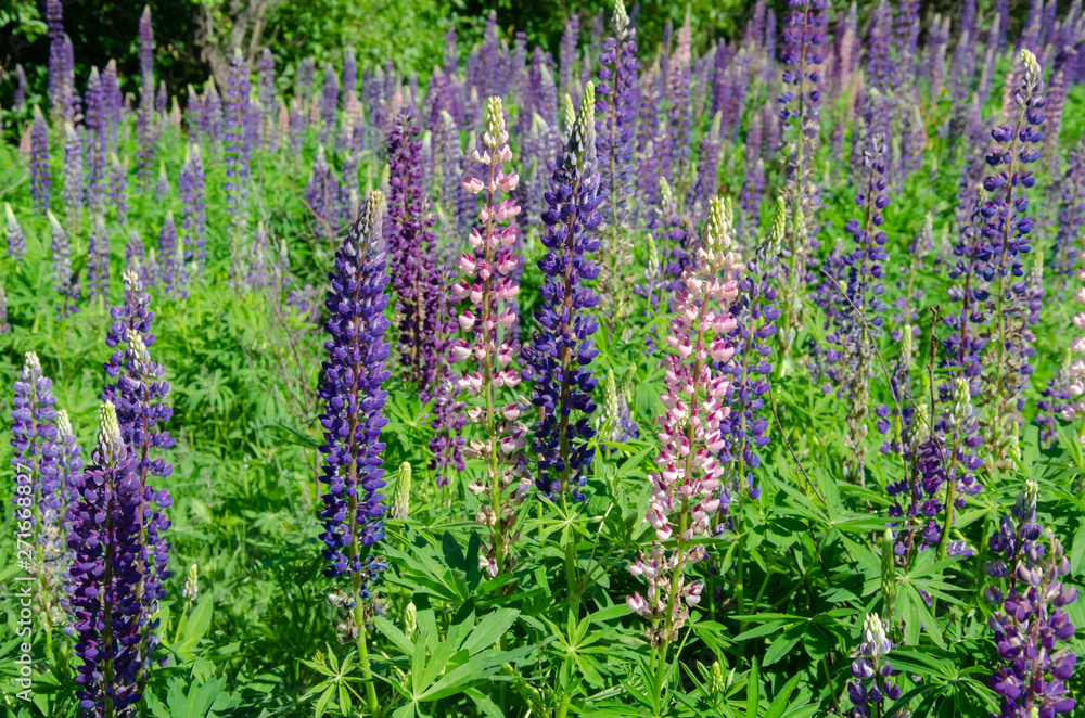 Obraz premium blooming lupine on the lawn