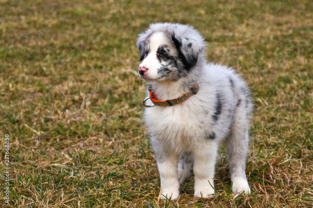 The cute young puppy of the Australian shepherd is posing on the dry grass during the walk. He enjoys to be outside, looking like smiling. The cute young puppy of the Australian shepherd is posing on the dry grass during the walk. He enjoys to be outside, looking like smiling.