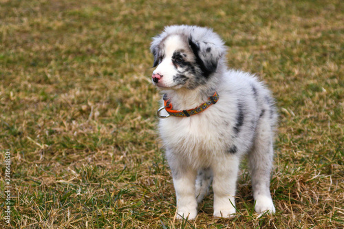 The cute young puppy of the Australian shepherd is posing on the dry grass during the walk. He enjoys to be outside, looking like smiling. 
