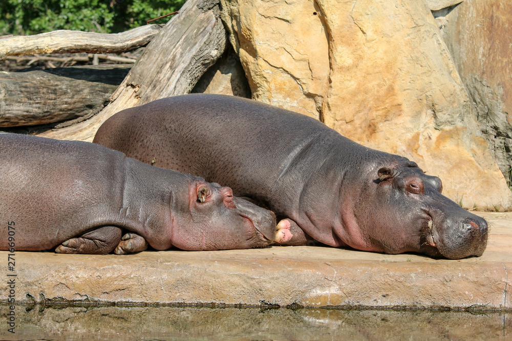 The lazy hippos are lying near the pool and relaxing. The lazy hippos are lying near the pool and relaxing.