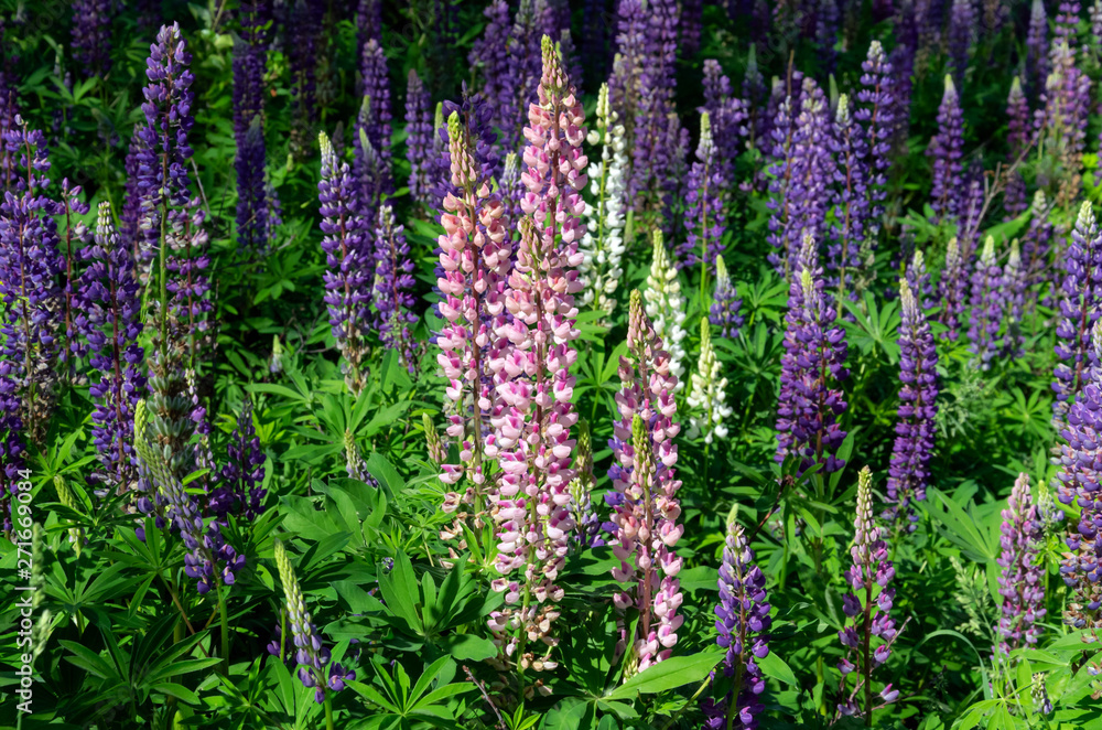 blooming lupine on the lawn blooming lupine on the lawn