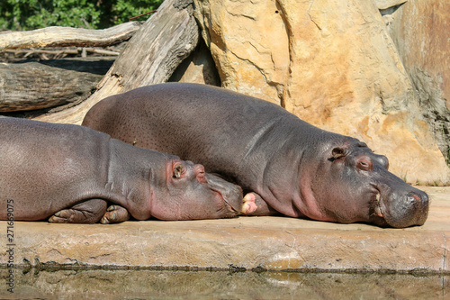 The lazy hippos are lying near the pool and relaxing. 