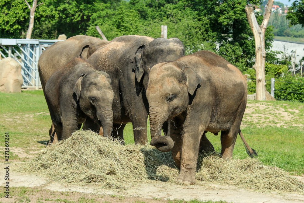 The group of happy adult and baby  elephants on the pasture in the zoological garden. They look satisfied. 