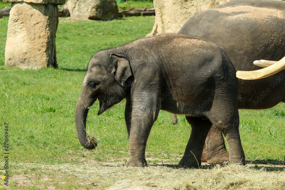 Fototapeta premium The group of happy adult and baby elephants on the pasture in the zoological garden. They look satisfied. 