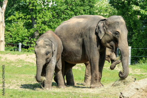 The group of happy adult and baby elephants on the pasture in the zoological garden. They look satisfied. 