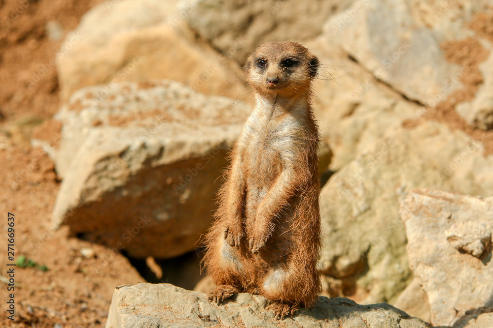 Fototapeta premium The portrait Picture of a cute meercat standing on rocks and observing the surroundings.