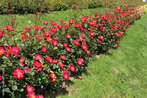 colorful roses - Heilbronn Germany © Christian