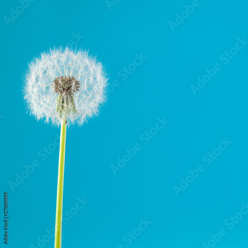 dandelion on a blue background. Lettering space