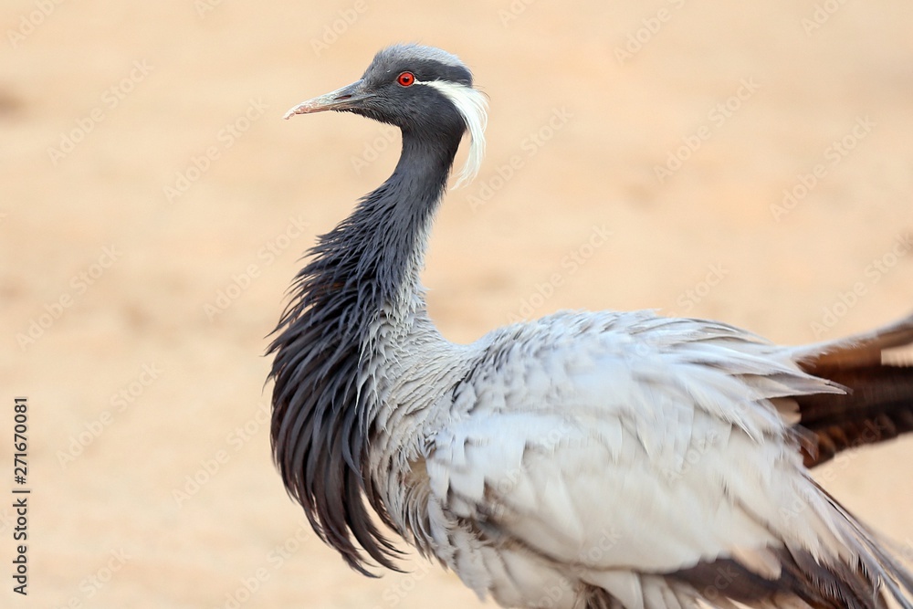 Fototapeta premium Demoiselle Crane