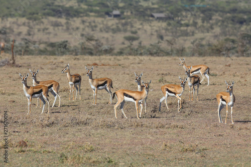 Thomsons Gazelle © paulfell