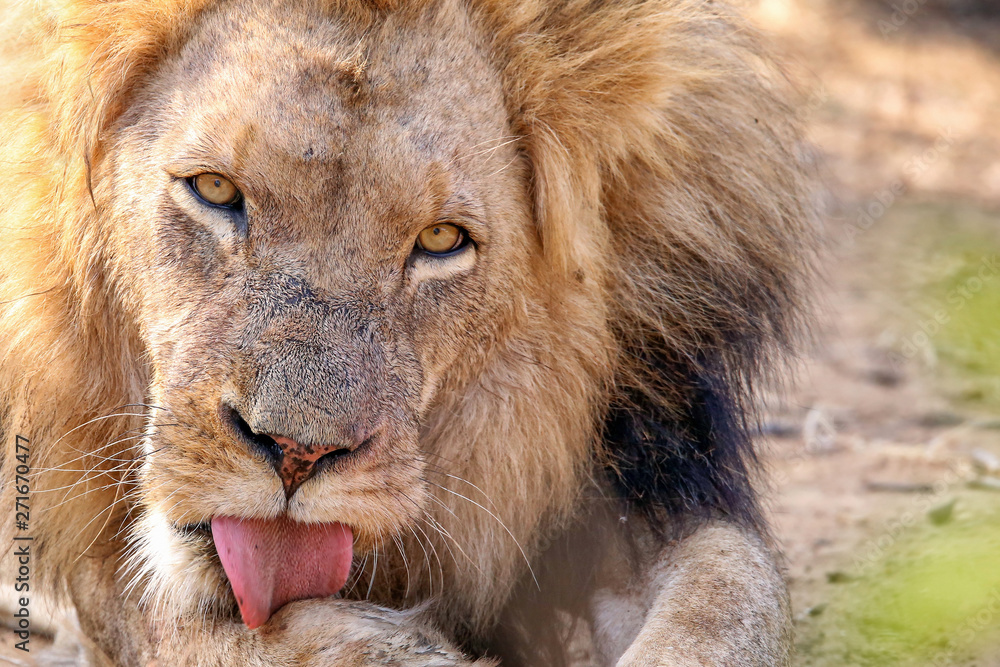 Fototapeta premium A large African male lion