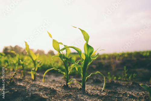 Fotografie, Tablou Young shoots of corn closeup.