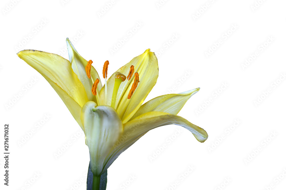 Obraz premium Yellow Lily