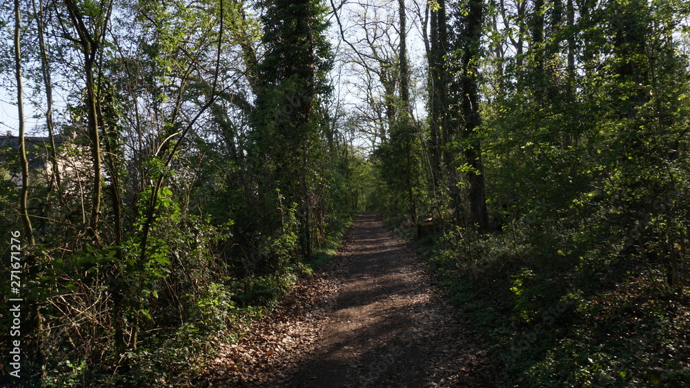 Forest track during spring in germany with green grass, trees and leaves. Forest track during spring in germany with green grass, trees and leaves.