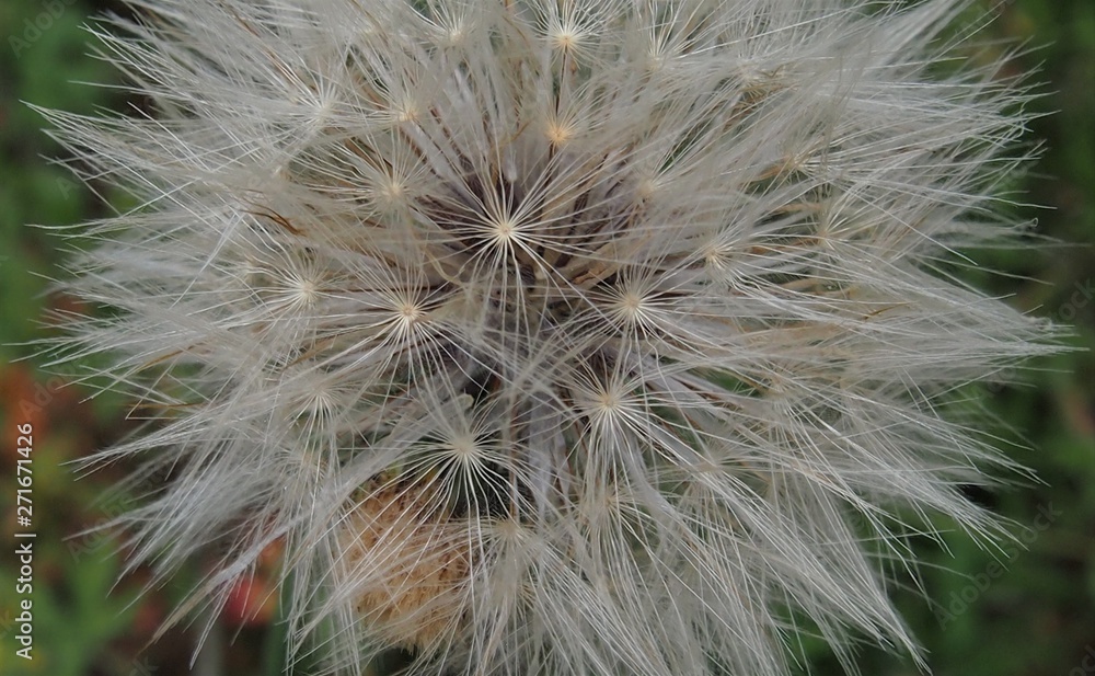 Fototapeta premium OLYMPUS DIGITAL CAMERA