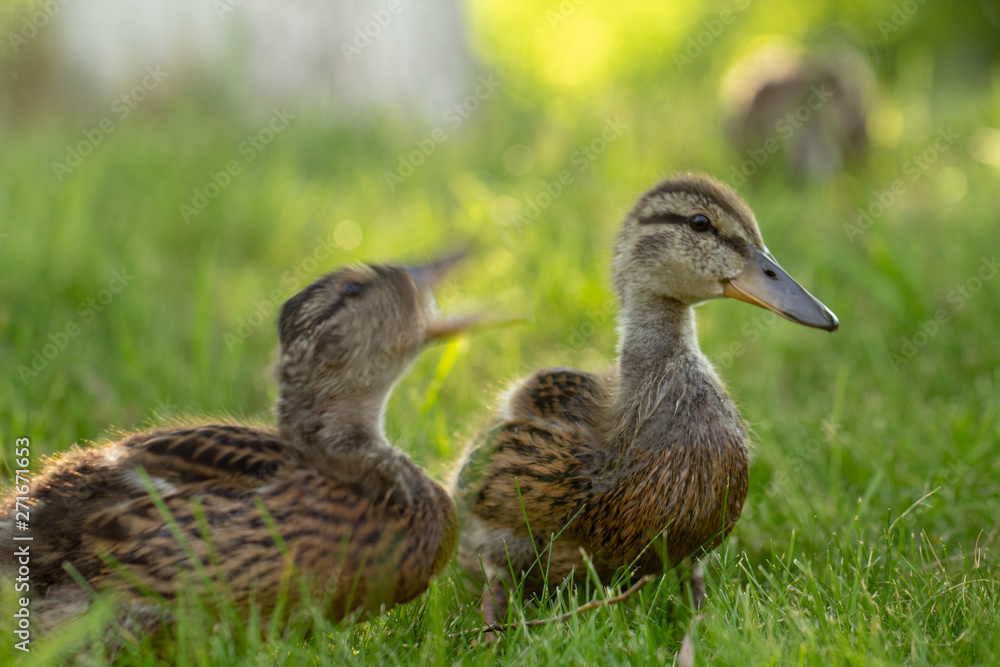 Little wild ducklings walk on the green grass Little wild ducklings walk on the green grass