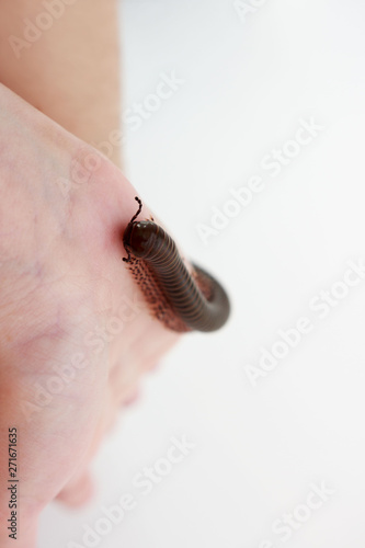 Kenyan millipede Telodeinopus aoutii, class: Diplopoda is crawling on hands. It is poisonous. It gives off hydrocyanic acid, from which short-term redness remains on the skin. exotic animal.