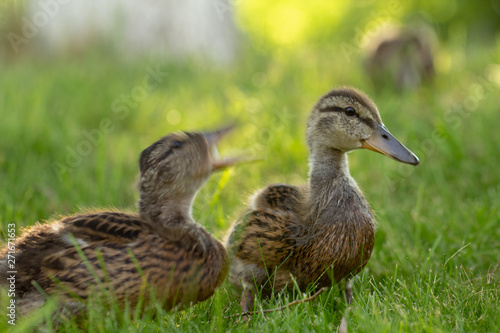 Little wild ducklings walk on the green grass