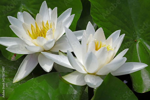 Beautiful lotus flower in pool ; Nymphaea sp.