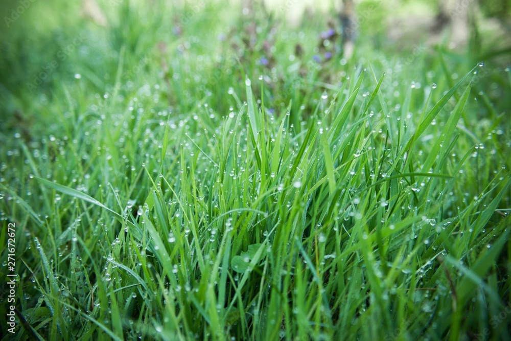 Fresh green grass with dew drops Fresh green grass with dew drops